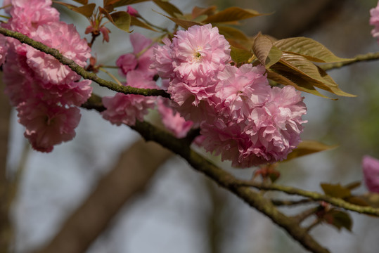 樱花