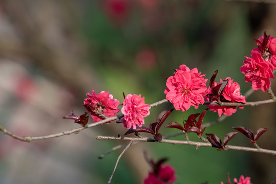 梅花