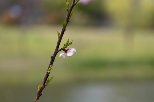 三月春风里樱花和桃花盛开