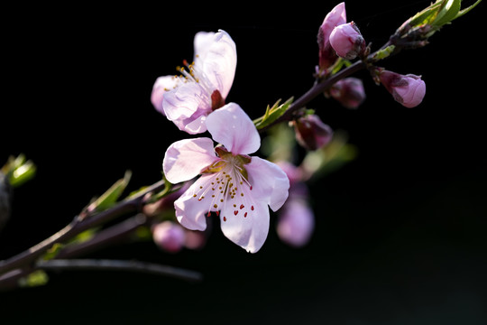 三月春风里樱花和桃花盛开