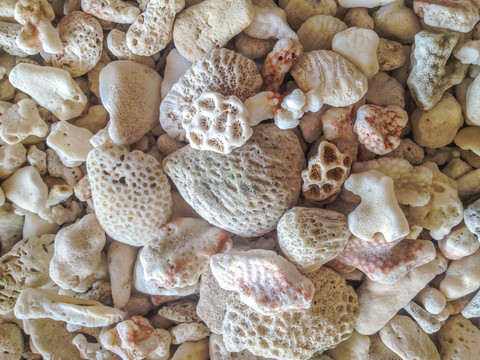 珊瑚贝壳石子