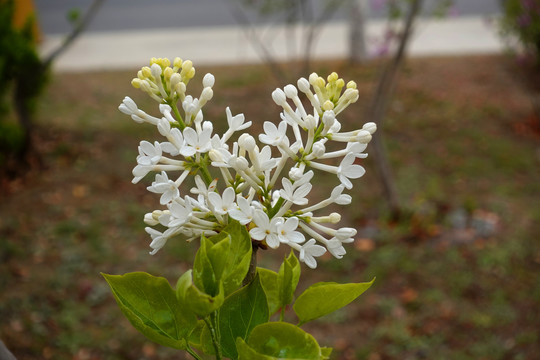 丁香花