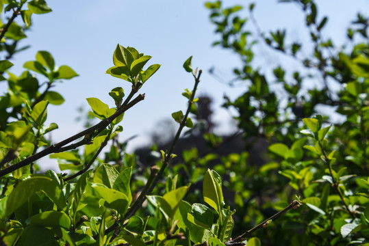 茶树