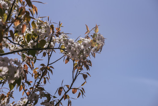 藍天白花