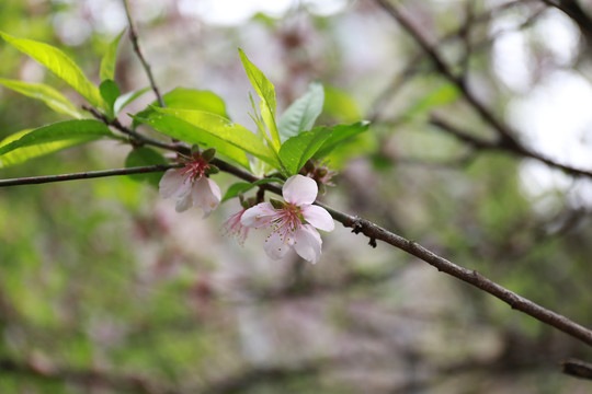 桃花