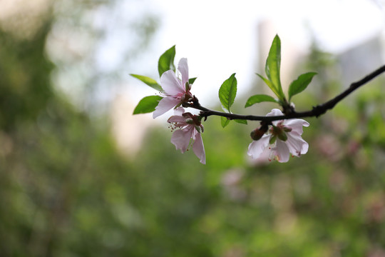 桃花