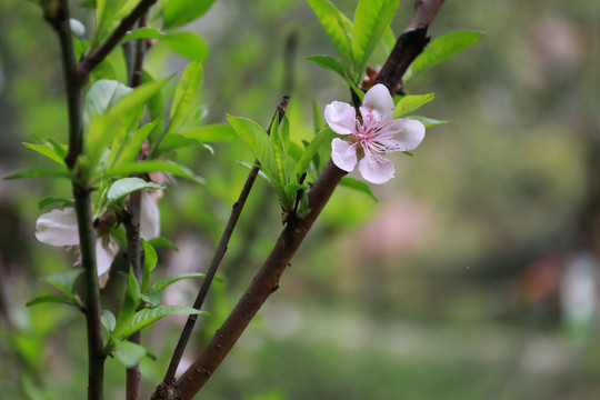 桃花