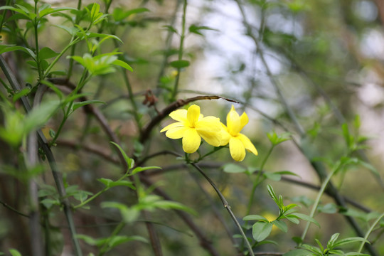 迎春花