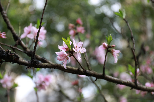 桃花