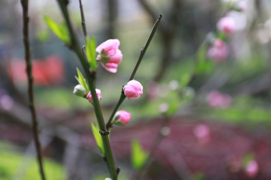 桃花