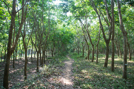 橡胶树