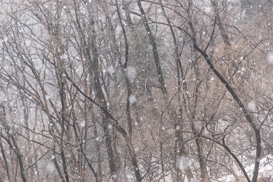 雪中的树林