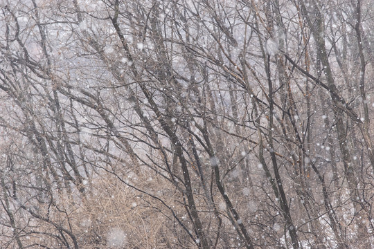 雪中的树林