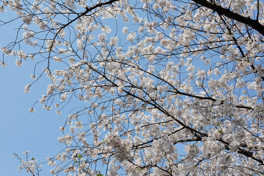 樱花与蓝天