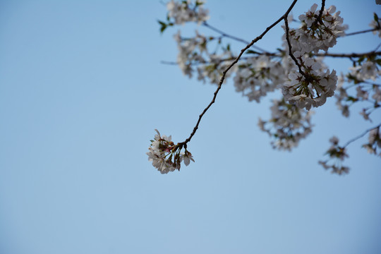 樱花之恋