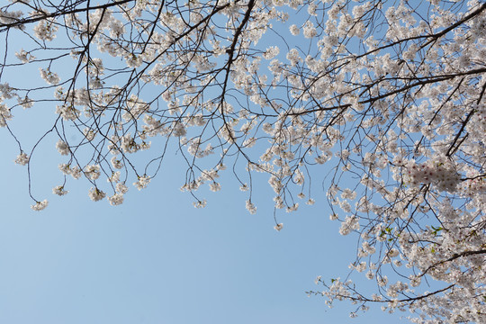 樱花与蓝天