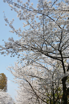 樱花树