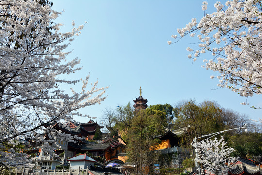 鸡鸣寺与樱花