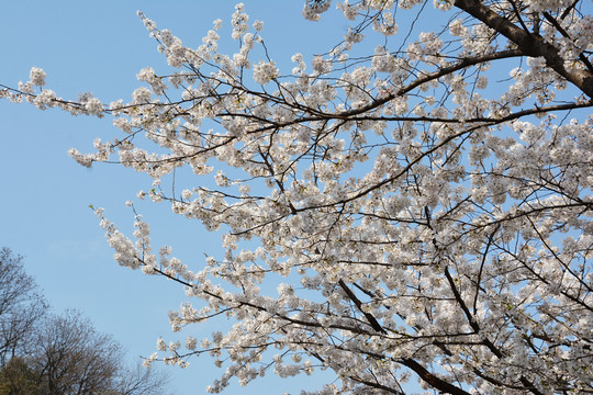 樱花烂漫