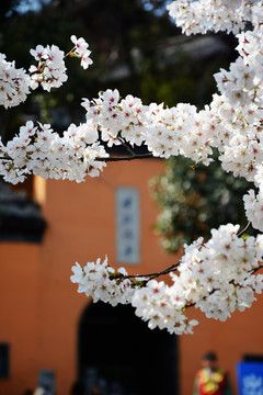 鸡鸣寺樱花