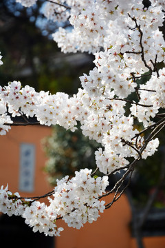 樱花之恋