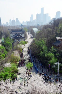 浪漫樱花路