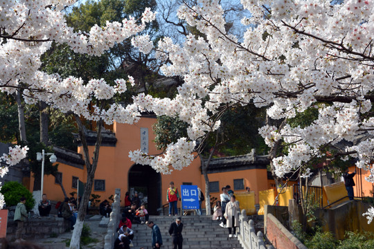 古寺与樱花