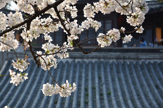 樱花之恋