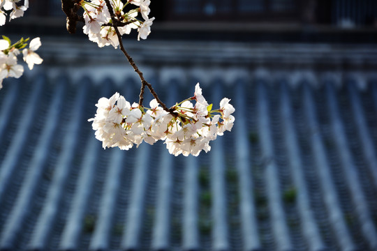 古韵樱花