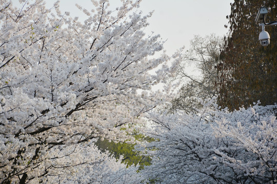 樱花