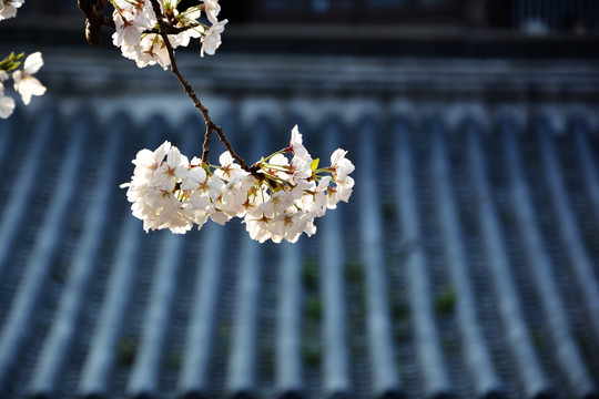 樱花与古建