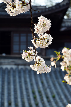 樱花与古建筑