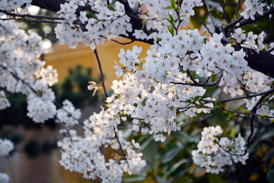 樱花