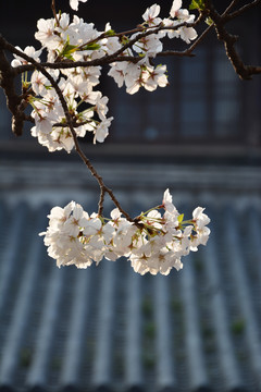 一枝樱花