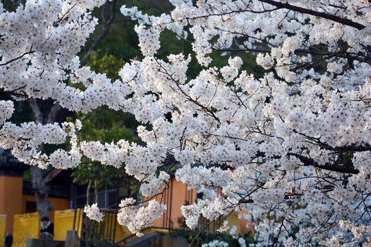 樱花