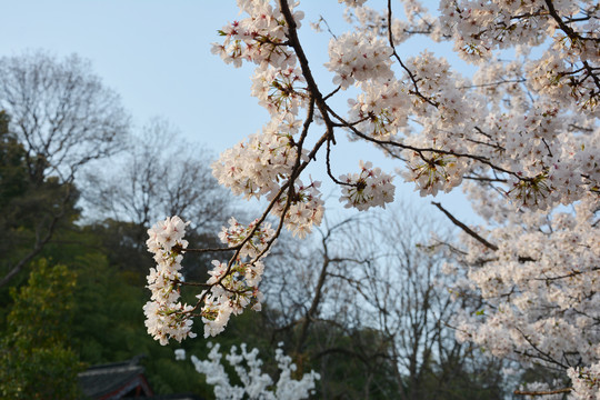 樱花