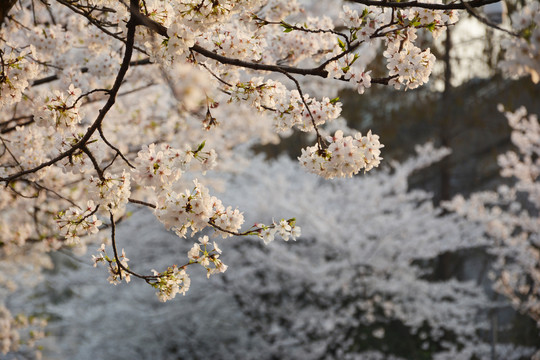 樱花