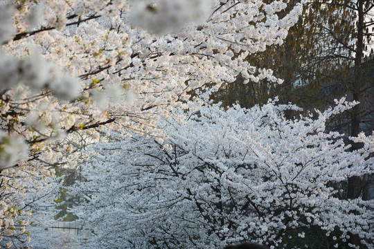 浪漫樱花