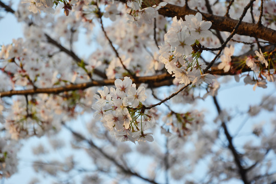 樱花