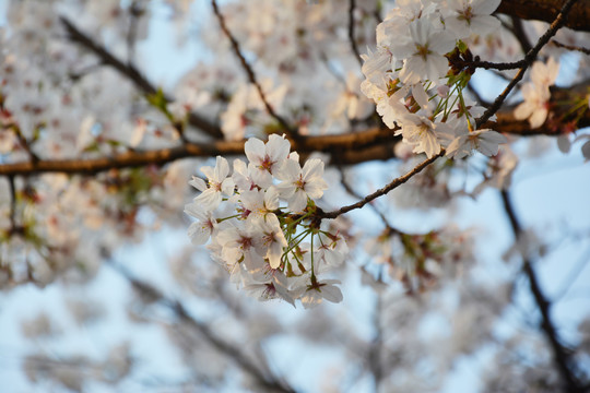 樱花花枝