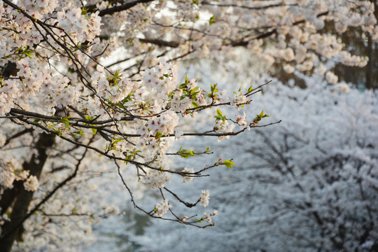 樱花