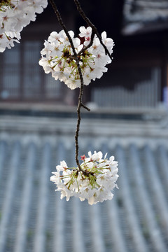 樱花花枝