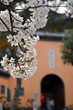 花满枝头