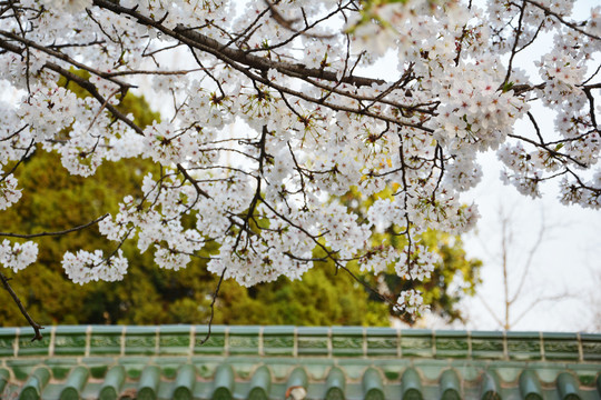 樱花花