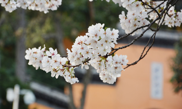 樱花花枝