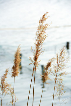 芦花湖面素材