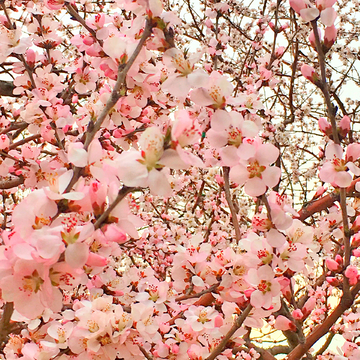 桃花桃枝桃花开