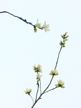 桃花桃枝桃花开