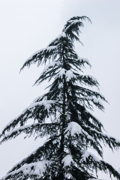 积雪的松树