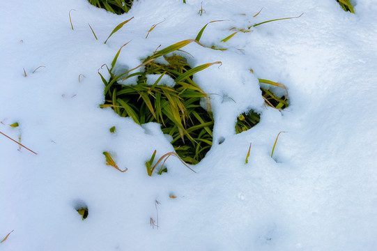 冰雪覆盖的草地